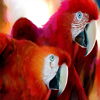 parrots puzzle A Free BoardGame Game