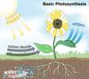 Photosynthesis