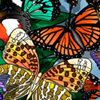 Butterflies Spot The Difference A Free Puzzles Game