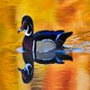 Duck in Water A Free Adventure Game