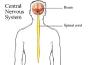 Kuiz nga Anatomia - Sistemi nervor qendror - Pjesa e parë A Free Education Game