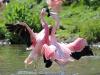 Dancing flamingos