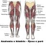 Anatomia e këmbës - Pjesa e parë A Free Education Game