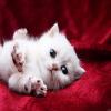 play Sweet Kitty puzzle and complete puzzle and get happy time