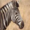 african zebra A Free BoardGame Game