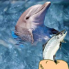 Hungry Dolphin Game A Free Shooting Game