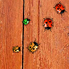 Bugs A Free BoardGame Game