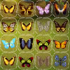 Butterfly Connect A Free Puzzles Game