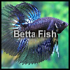 Betta Fish A Free Puzzles Game